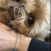 Four-Prong Timeless Diamond Tennis Bracelet